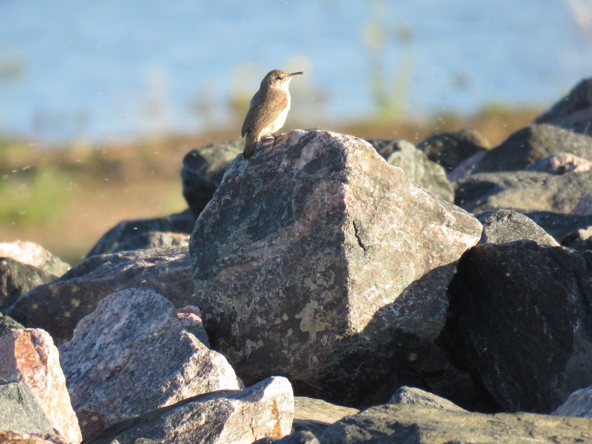 Rock Wren - ML341786561