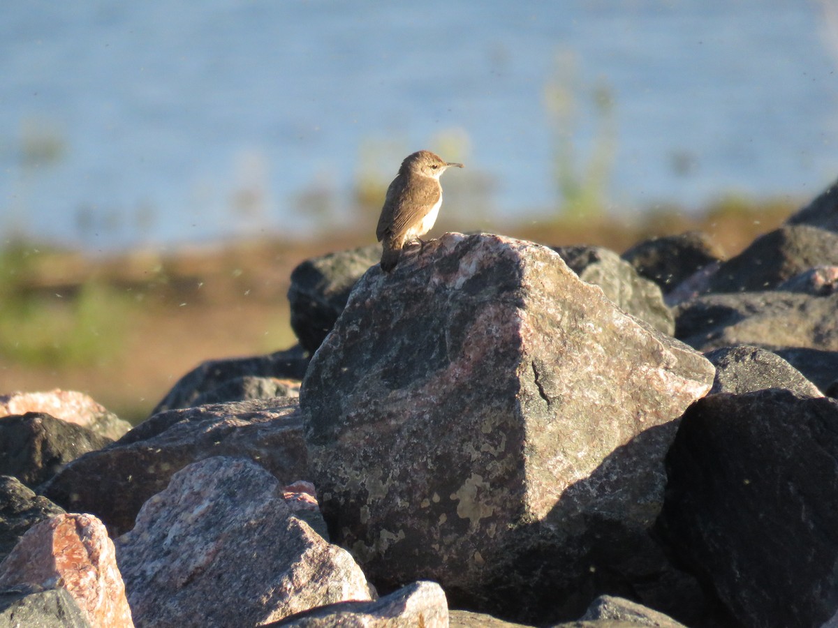 Rock Wren - ML341786681