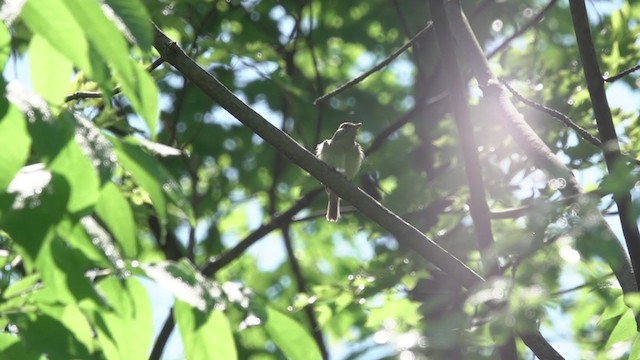 Acadian Flycatcher - ML341788531