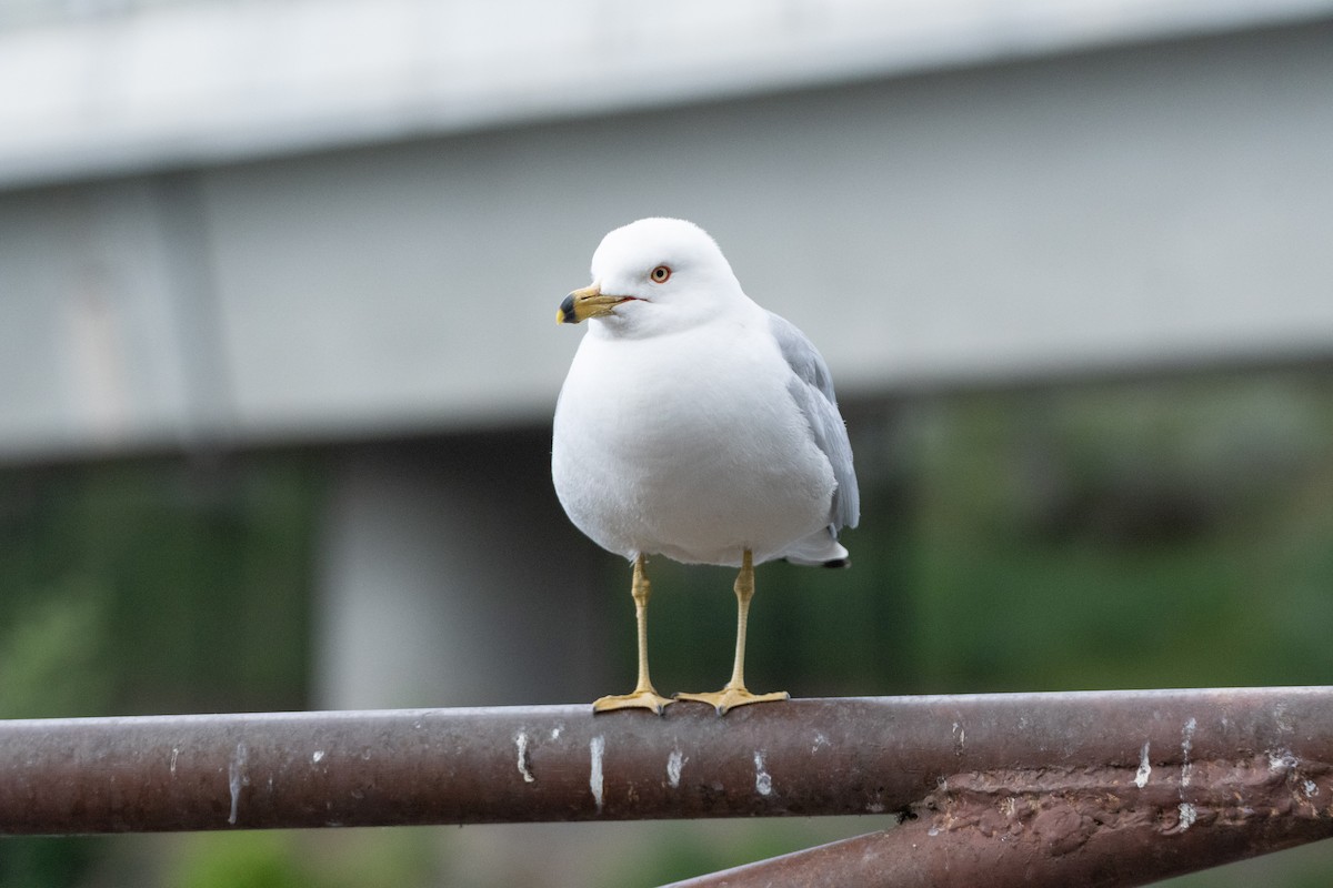 Ring-billed Gull - Angela Calabrese