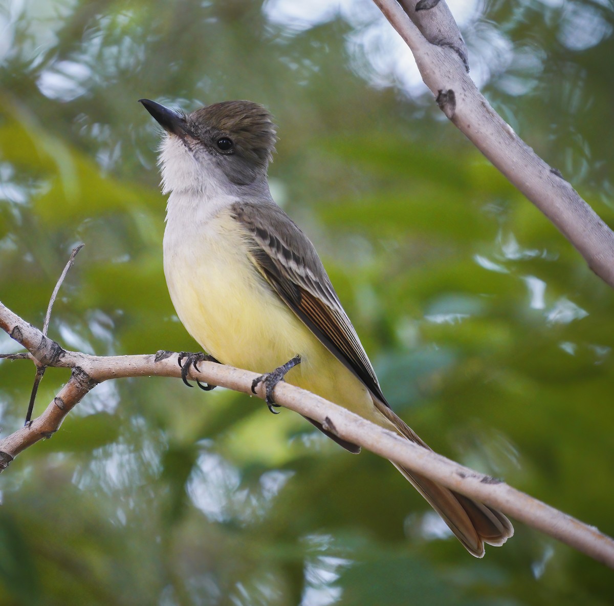 Brown-crested Flycatcher - Anonymous