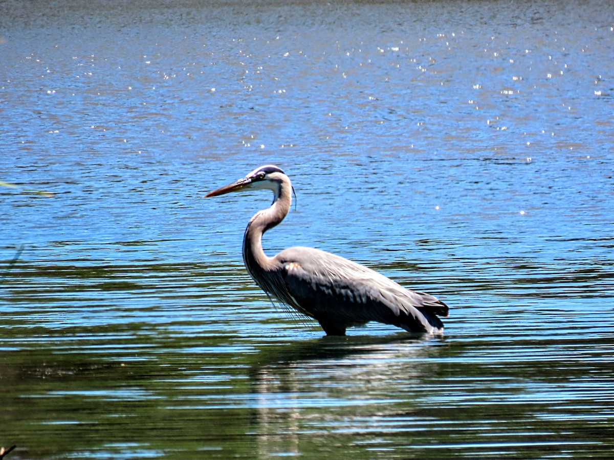 Great Blue Heron - ML341794541