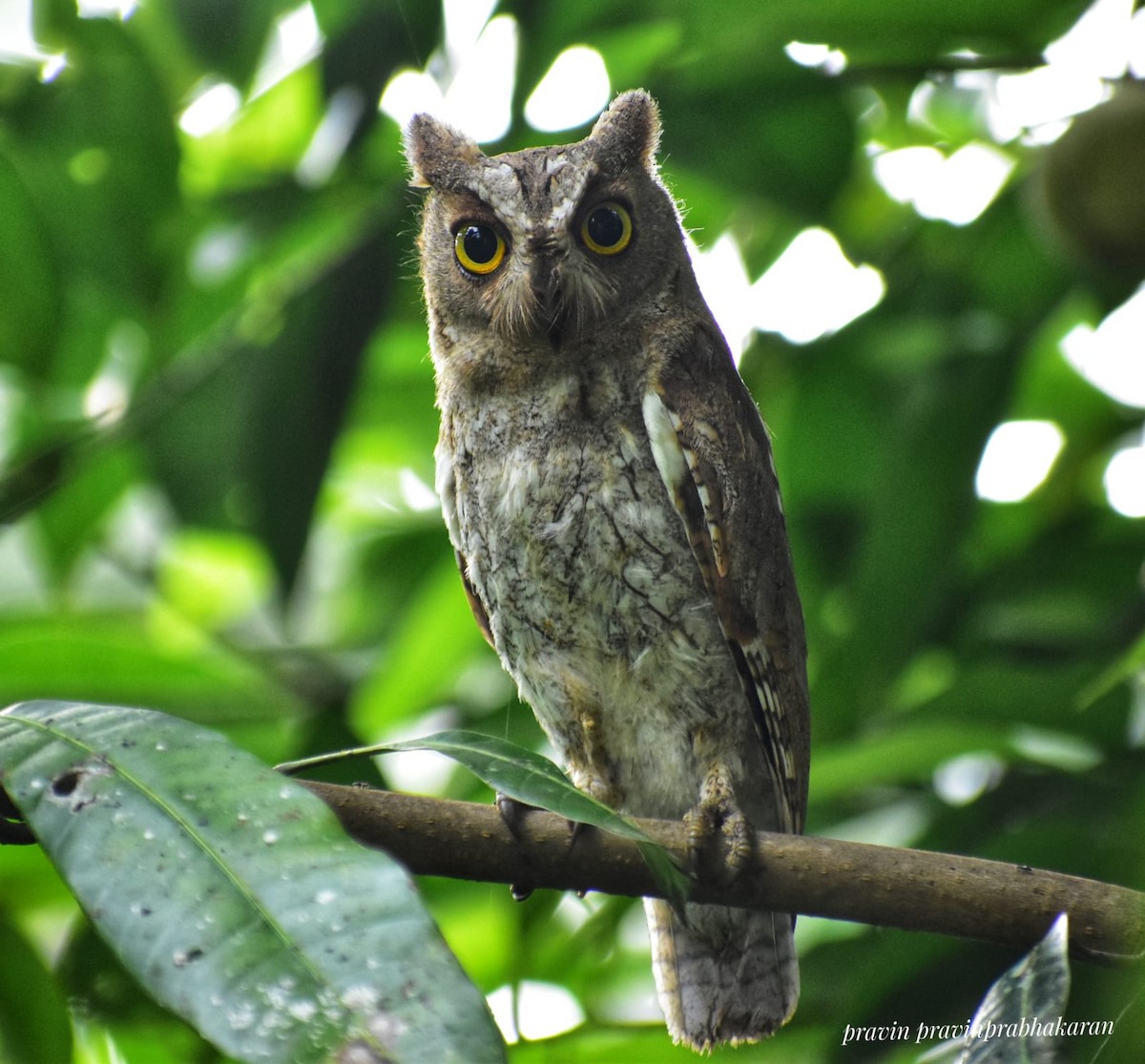 Oriental Scops-Owl - ML341796141