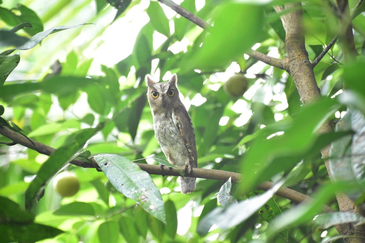 Oriental Scops-Owl - Birders Thodupuzha Group Account