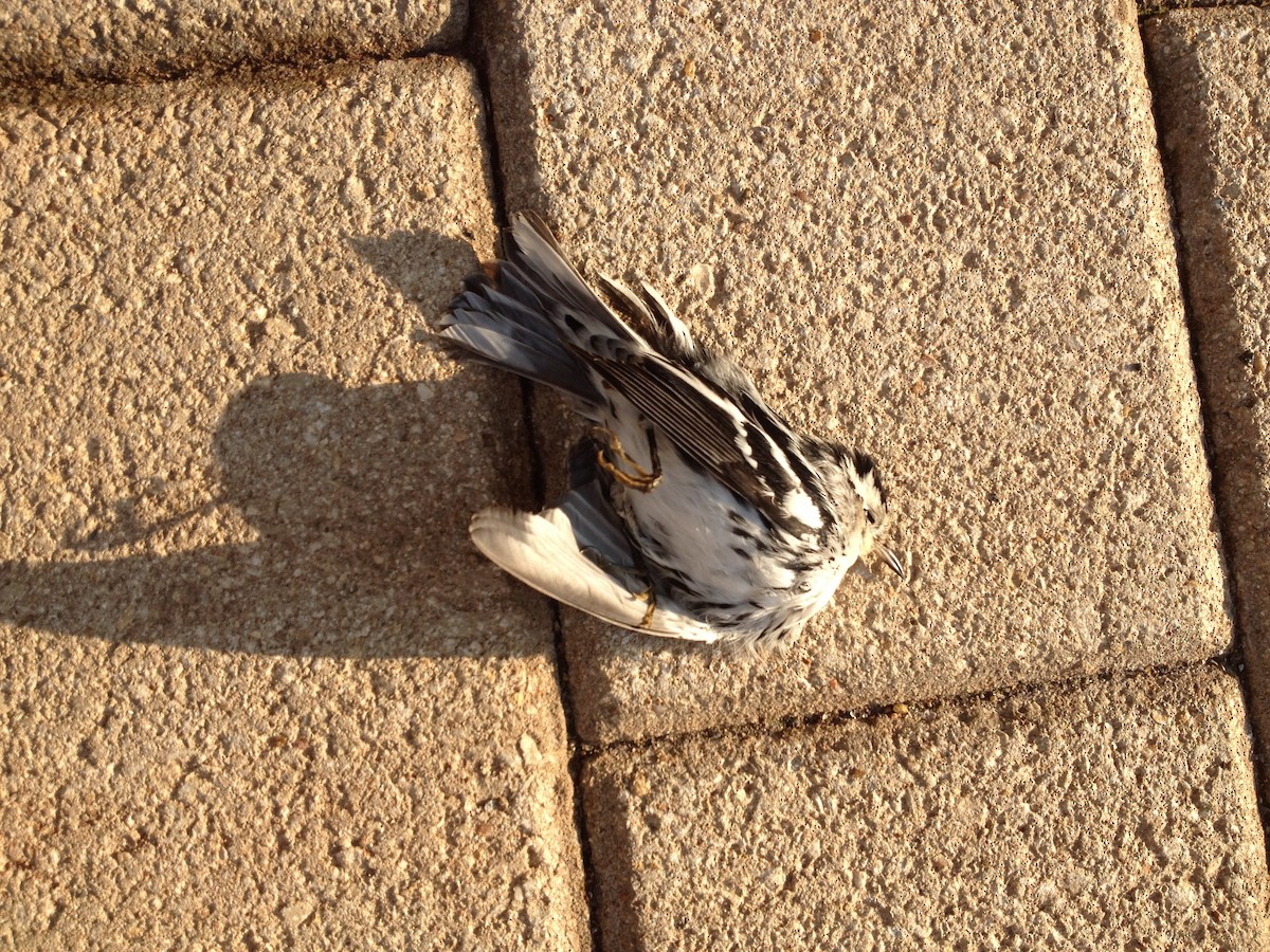 Black-and-white Warbler - ML34179781