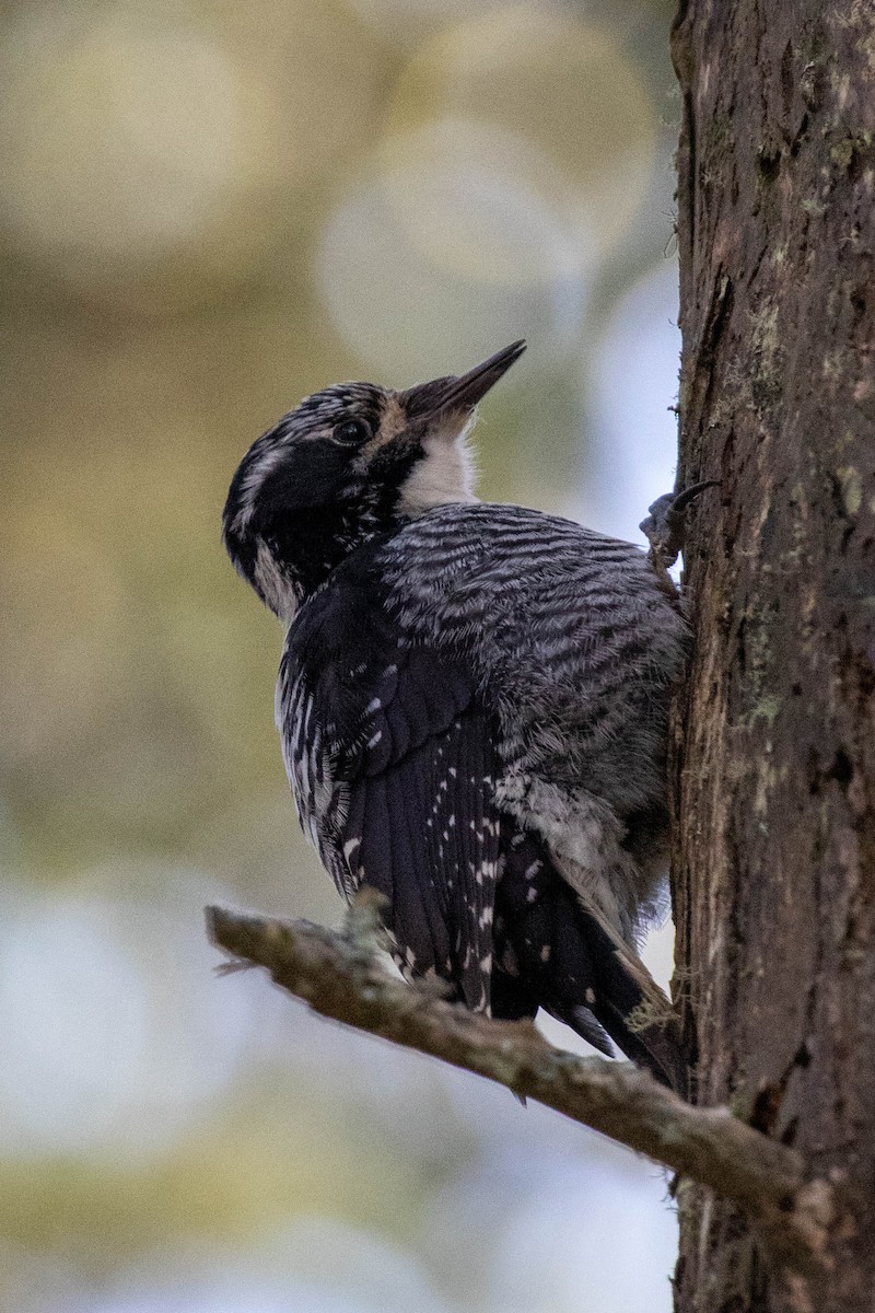 American Three-toed Woodpecker - ML341797921