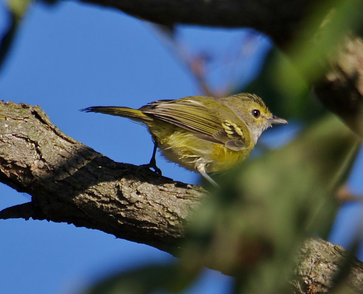 White-eyed Vireo - ML34179841