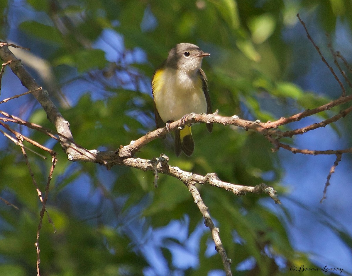 American Redstart - ML34180111