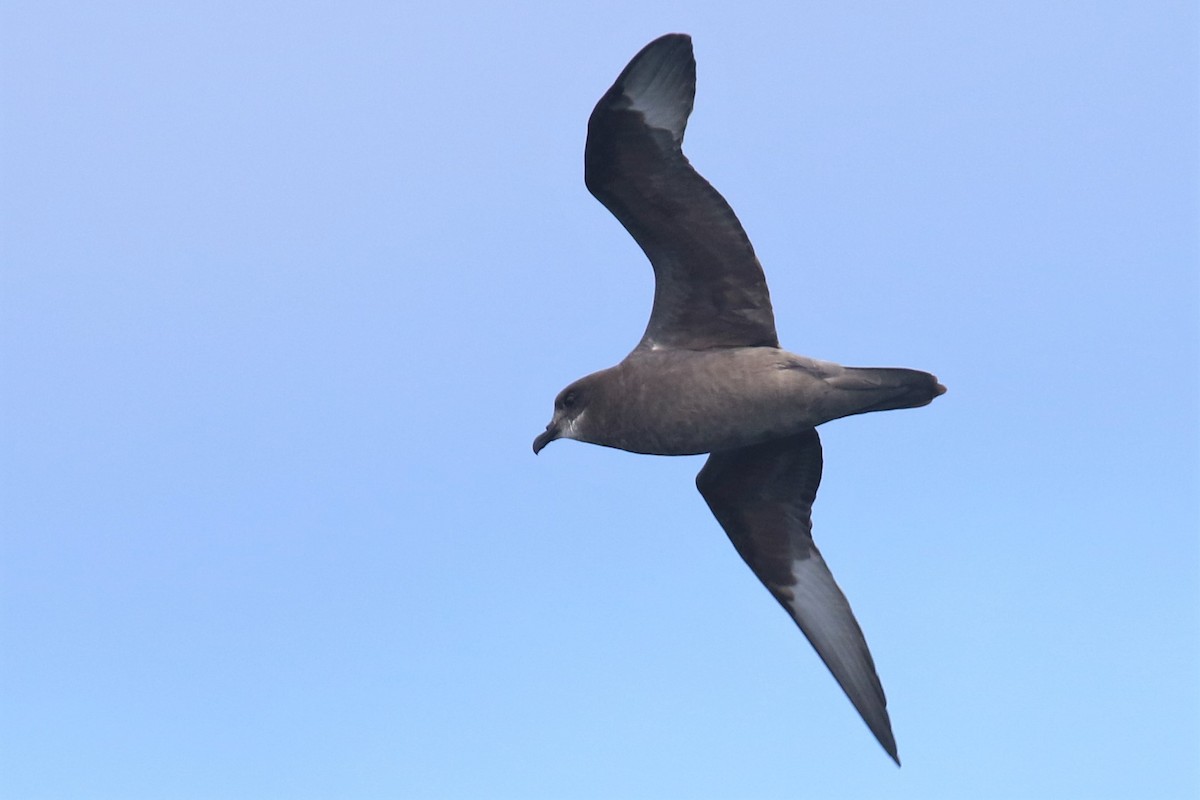 Murphy's Petrel - ML341801401