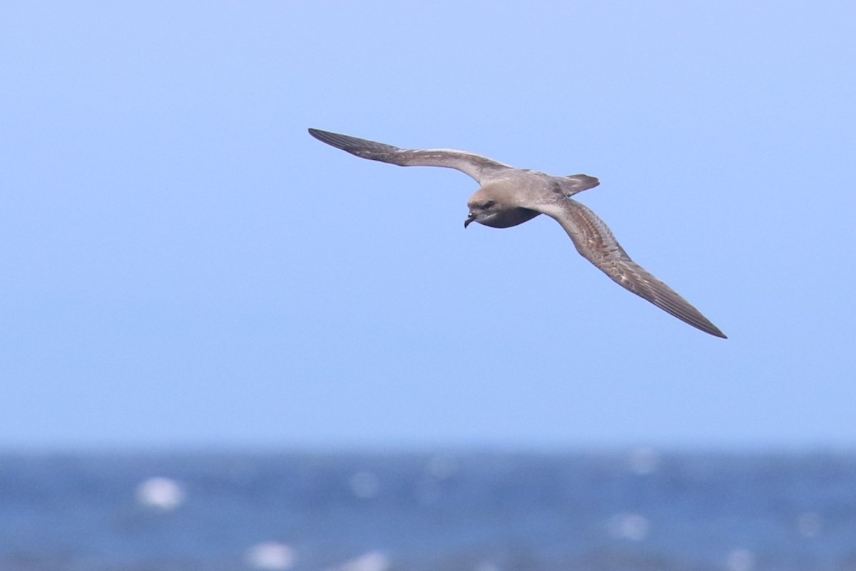 Murphy's Petrel - ML341801491