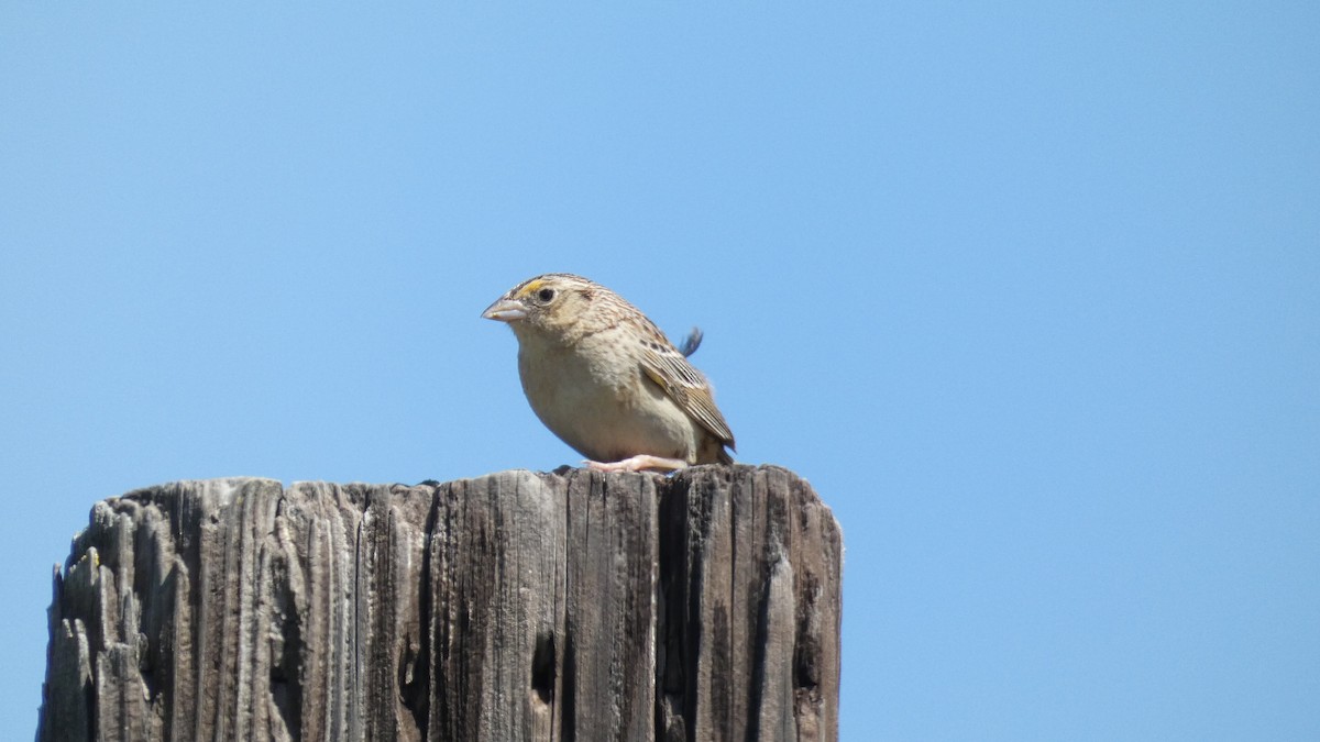 Grasshopper Sparrow - Malini Kaushik