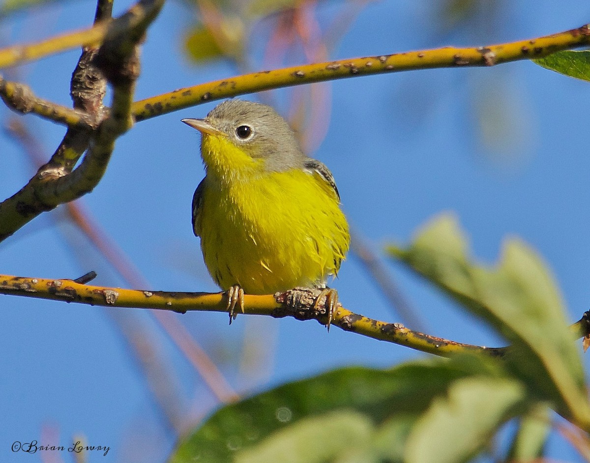 Magnolia Warbler - ML34180161