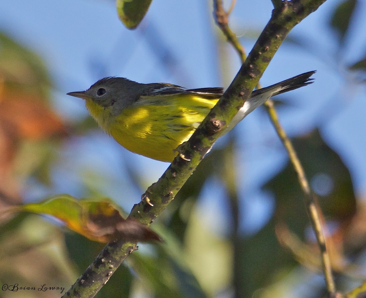 Magnolia Warbler - ML34180171