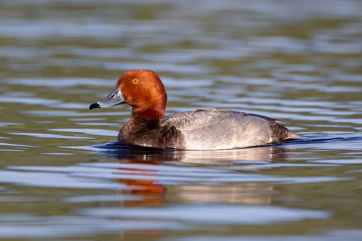 Redhead - Jeff Dyck