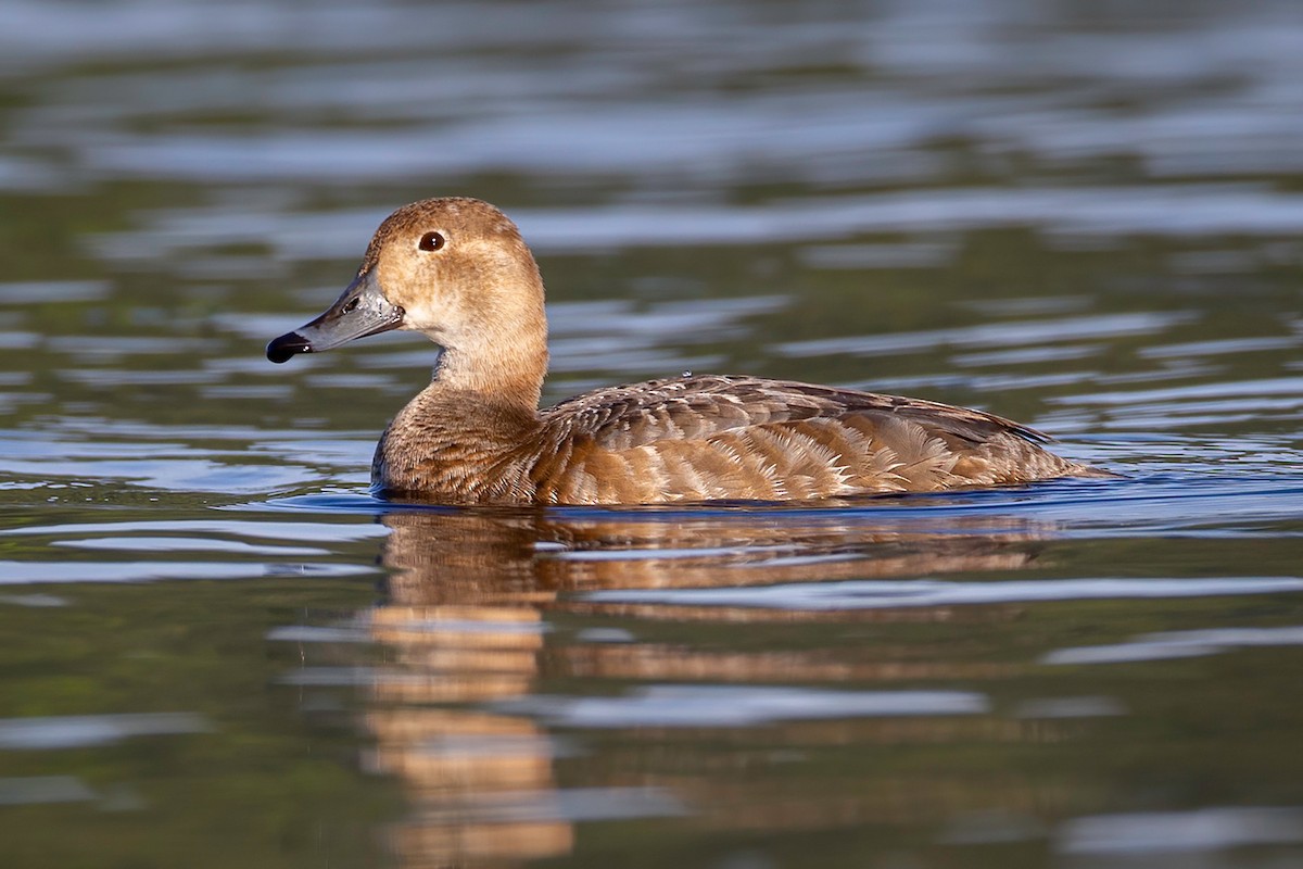 Redhead - ML341803171