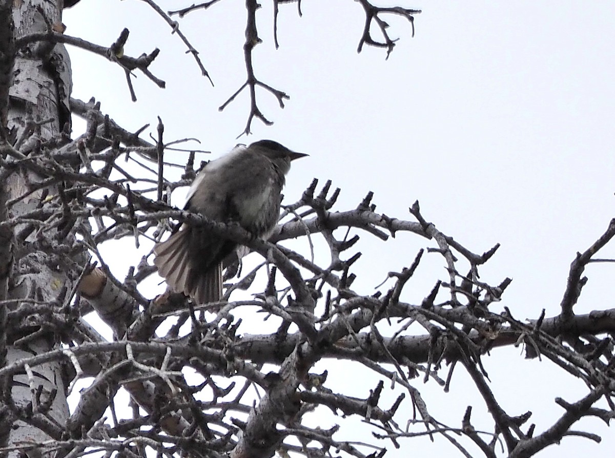 Olive-sided Flycatcher - ML341804151