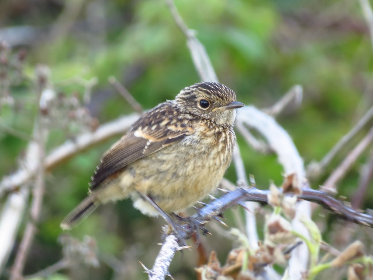 European Stonechat - ML341805401