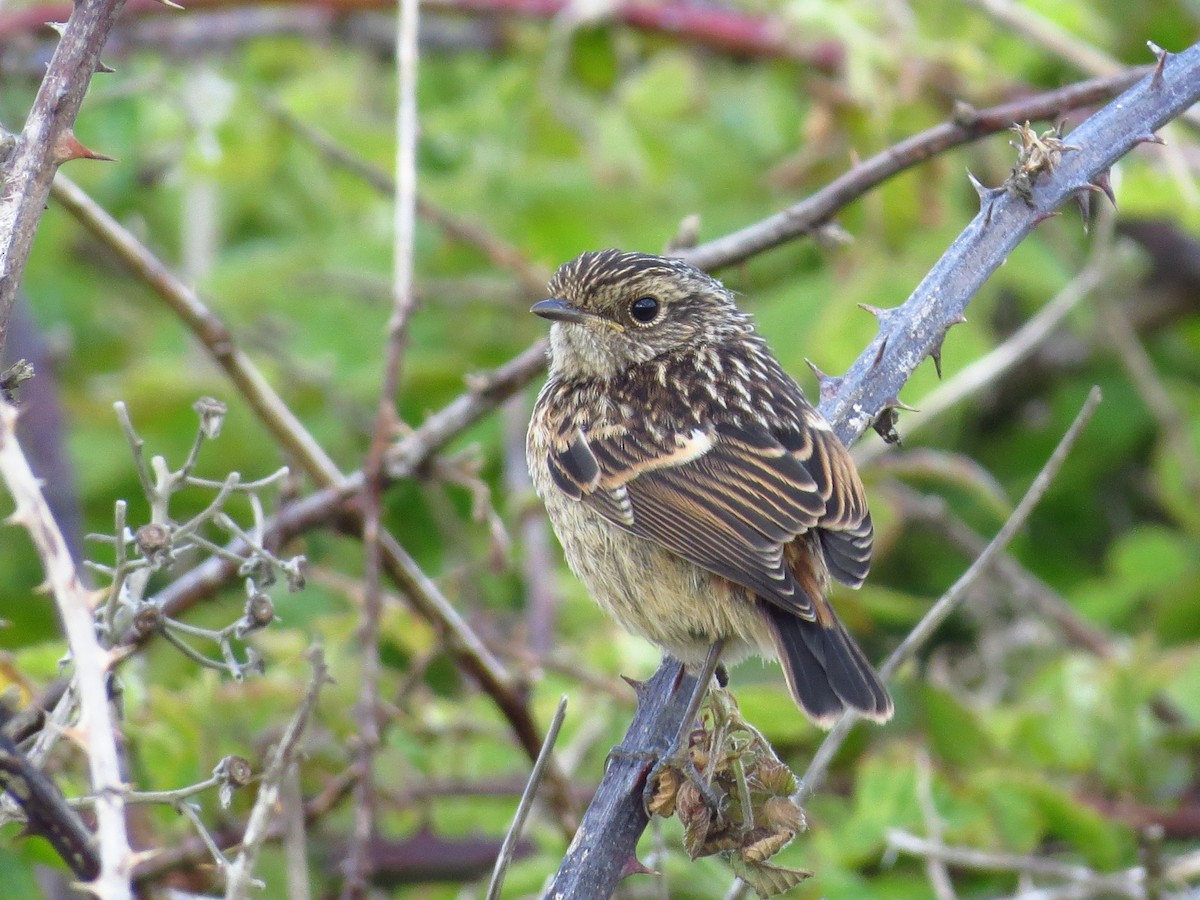 European Stonechat - Gary Prescott