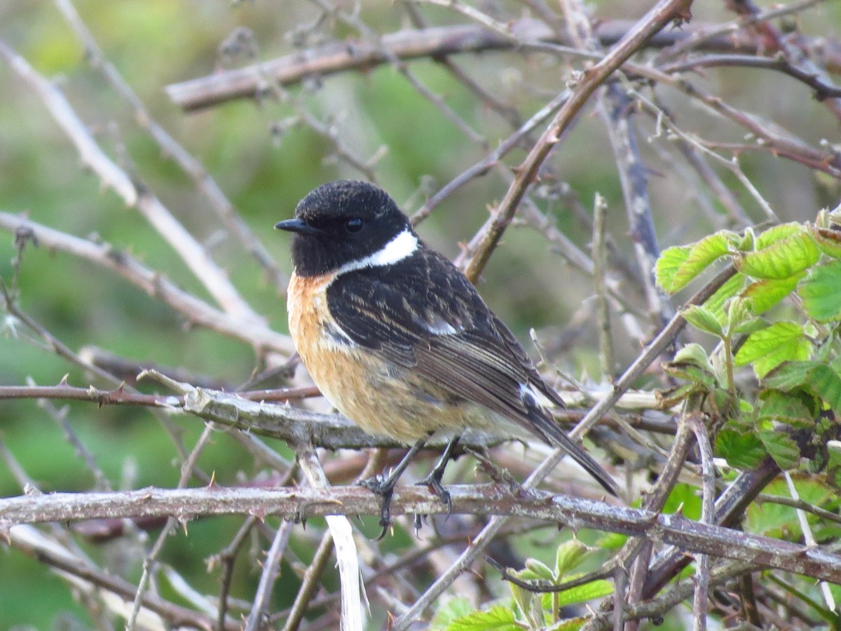 European Stonechat - ML341805421