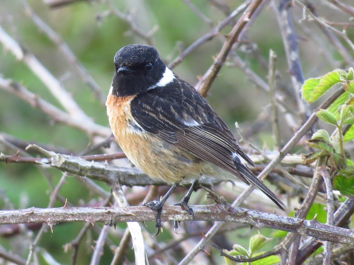 European Stonechat - ML341805431