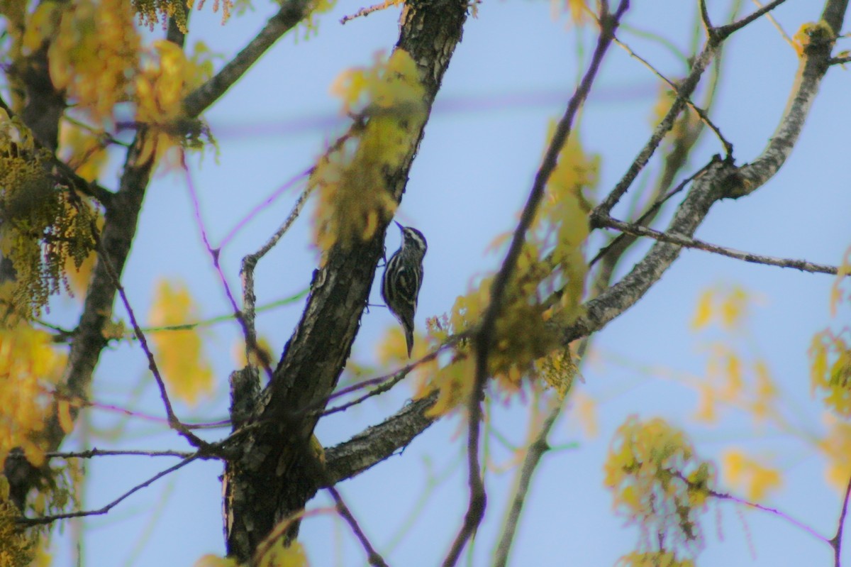 Black-and-white Warbler - ML34180561