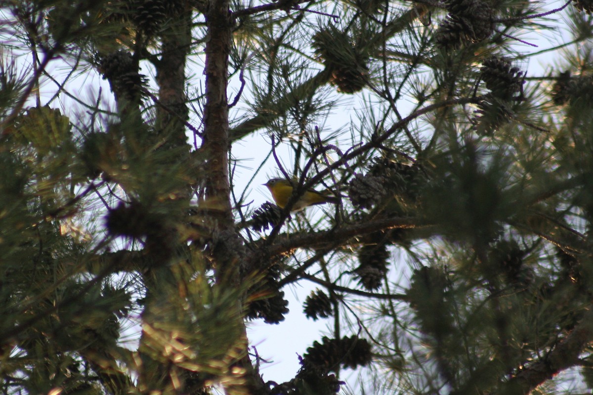 Nashville Warbler - ML34180671