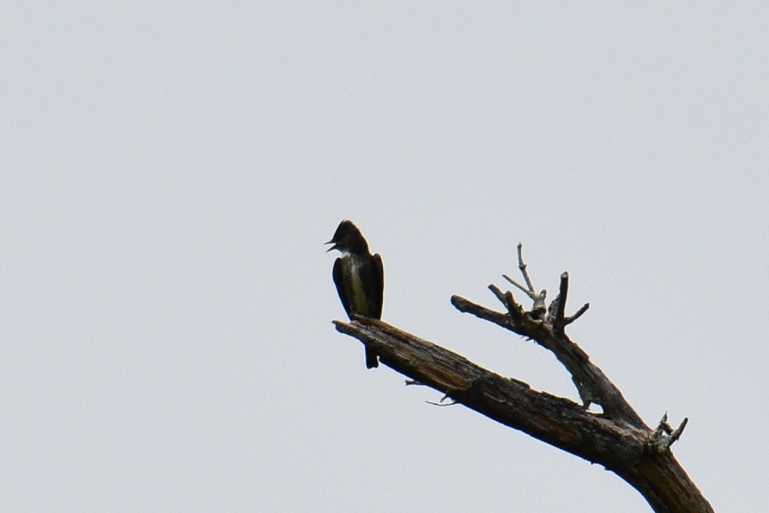 Olive-sided Flycatcher - ML341807411