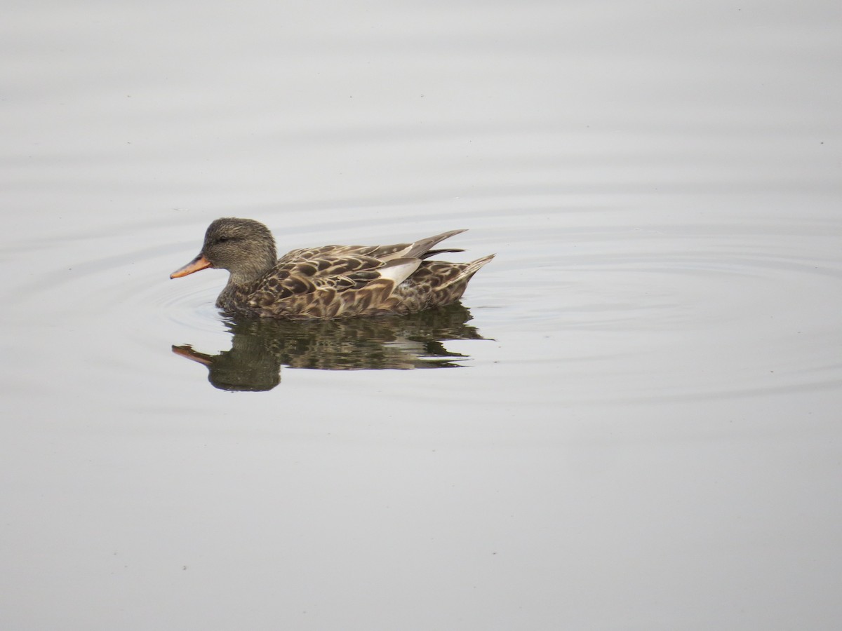 Gadwall - ML341807431