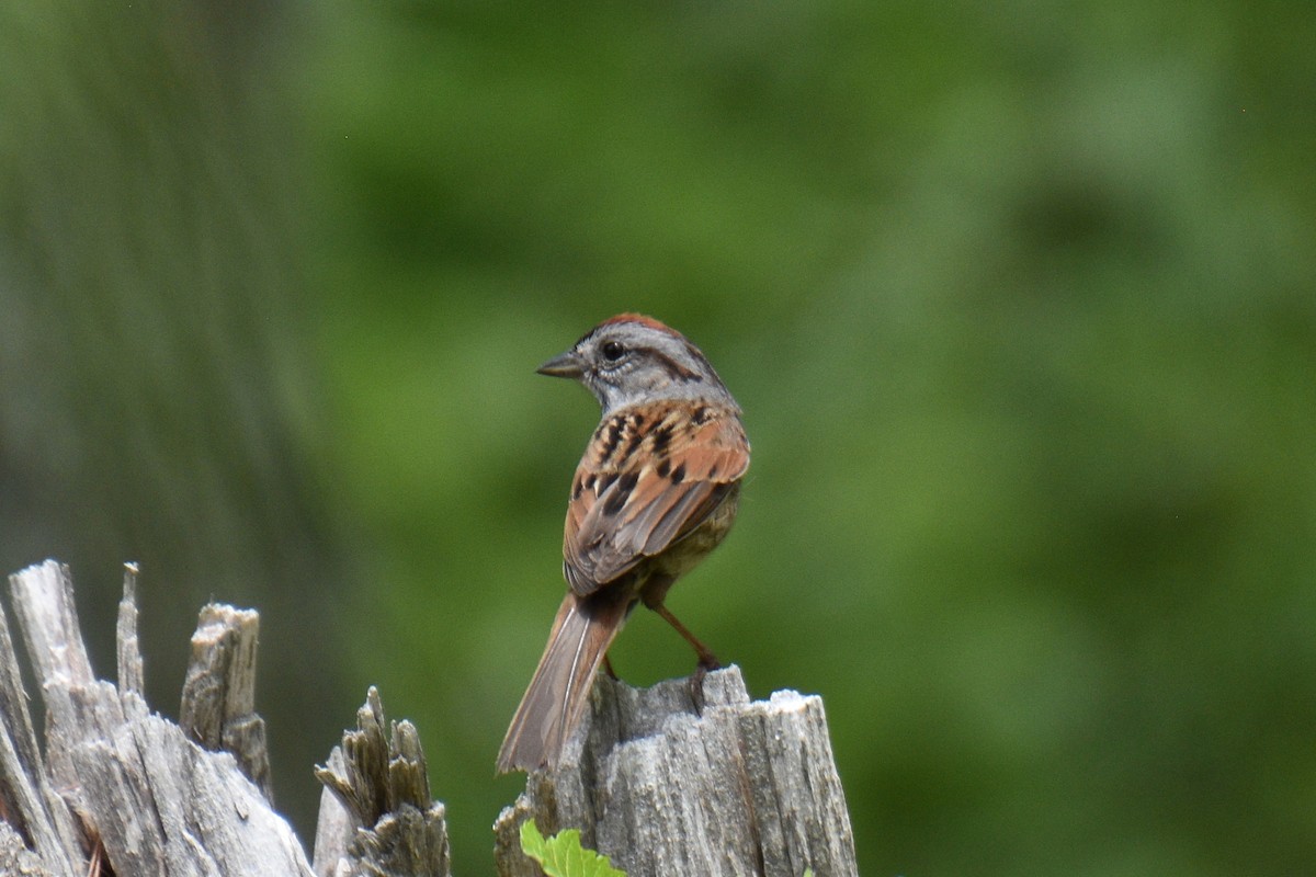 Swamp Sparrow - ML341807511