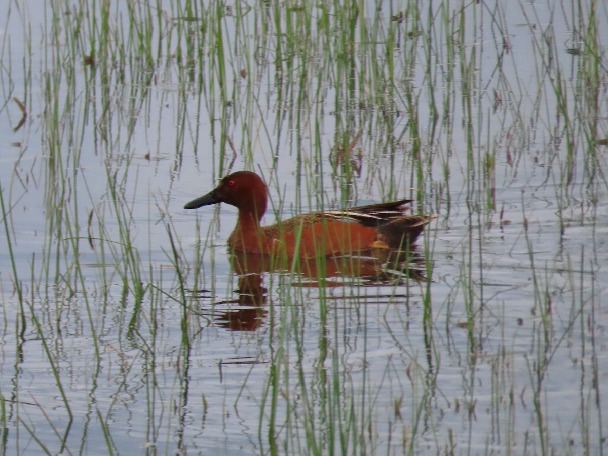 Cinnamon Teal - Craig Johnson