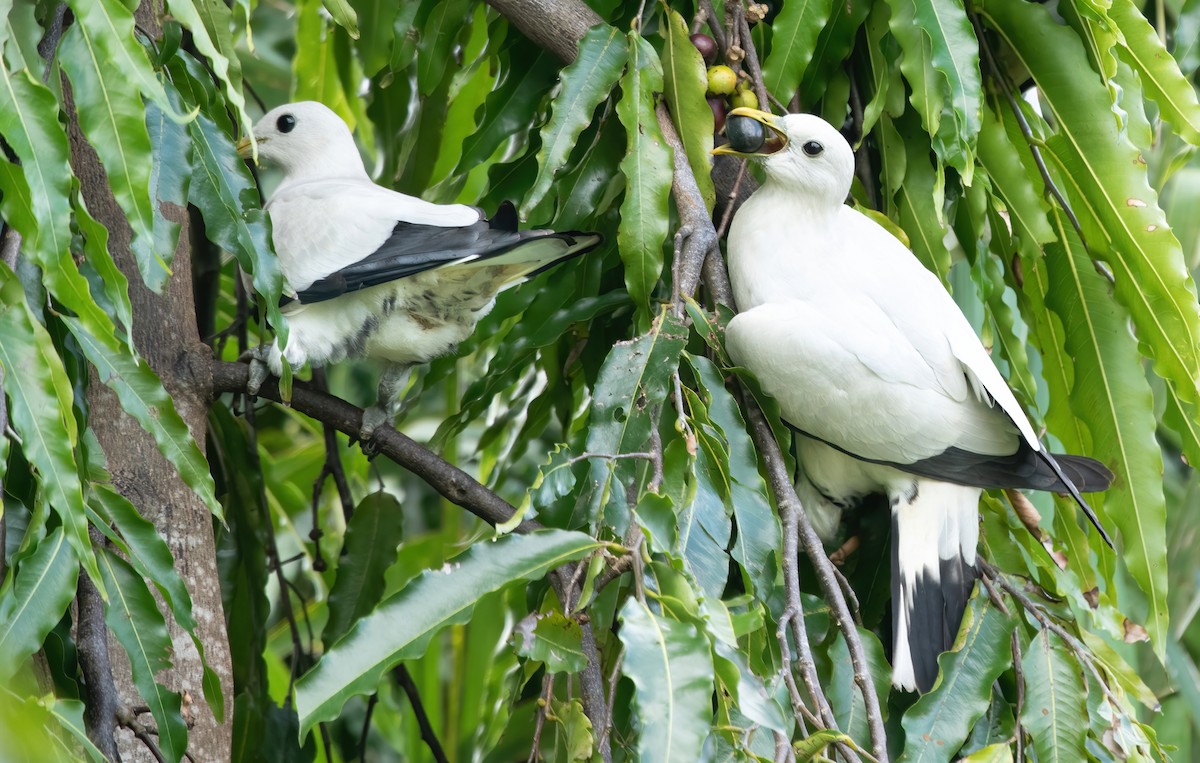 Torresian Imperial-Pigeon - ML341812071