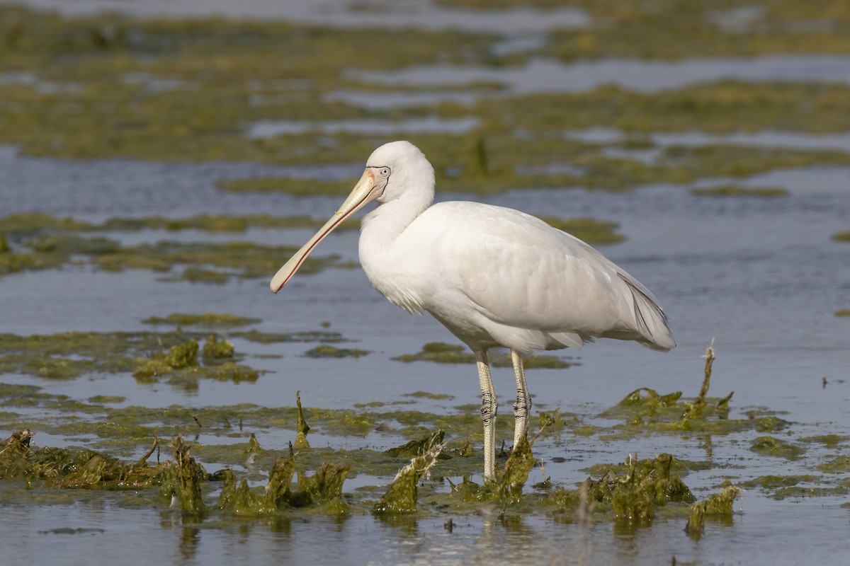 Yellow-billed Spoonbill - Andreas Heikaus