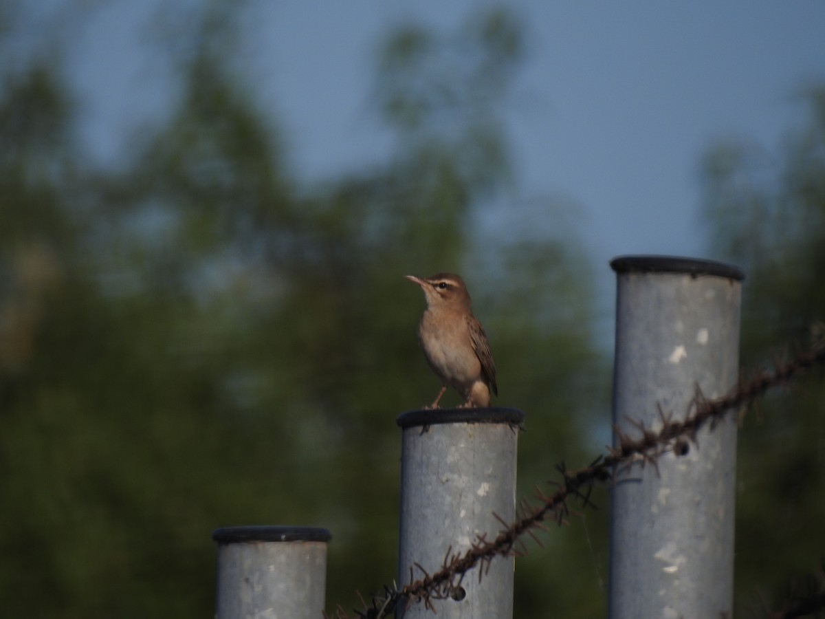 Rufous-tailed Scrub-Robin - ML341814211