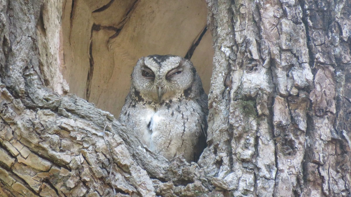 Collared Scops-Owl - Max Lee