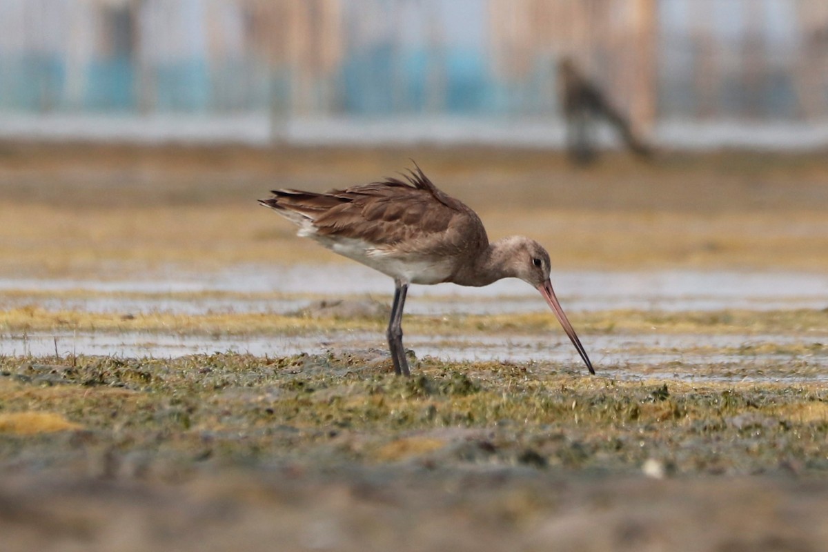 Black-tailed Godwit - ML341815751