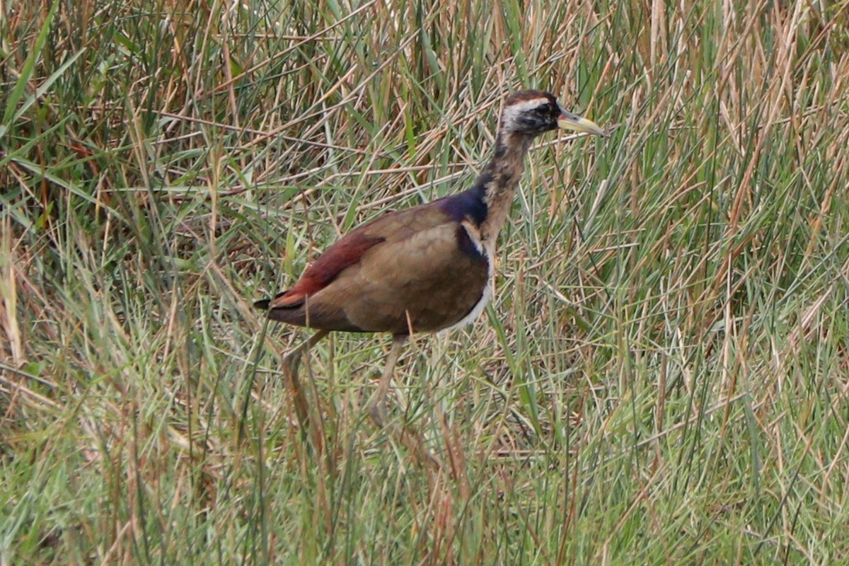 Bronze-winged Jacana - ML341816191