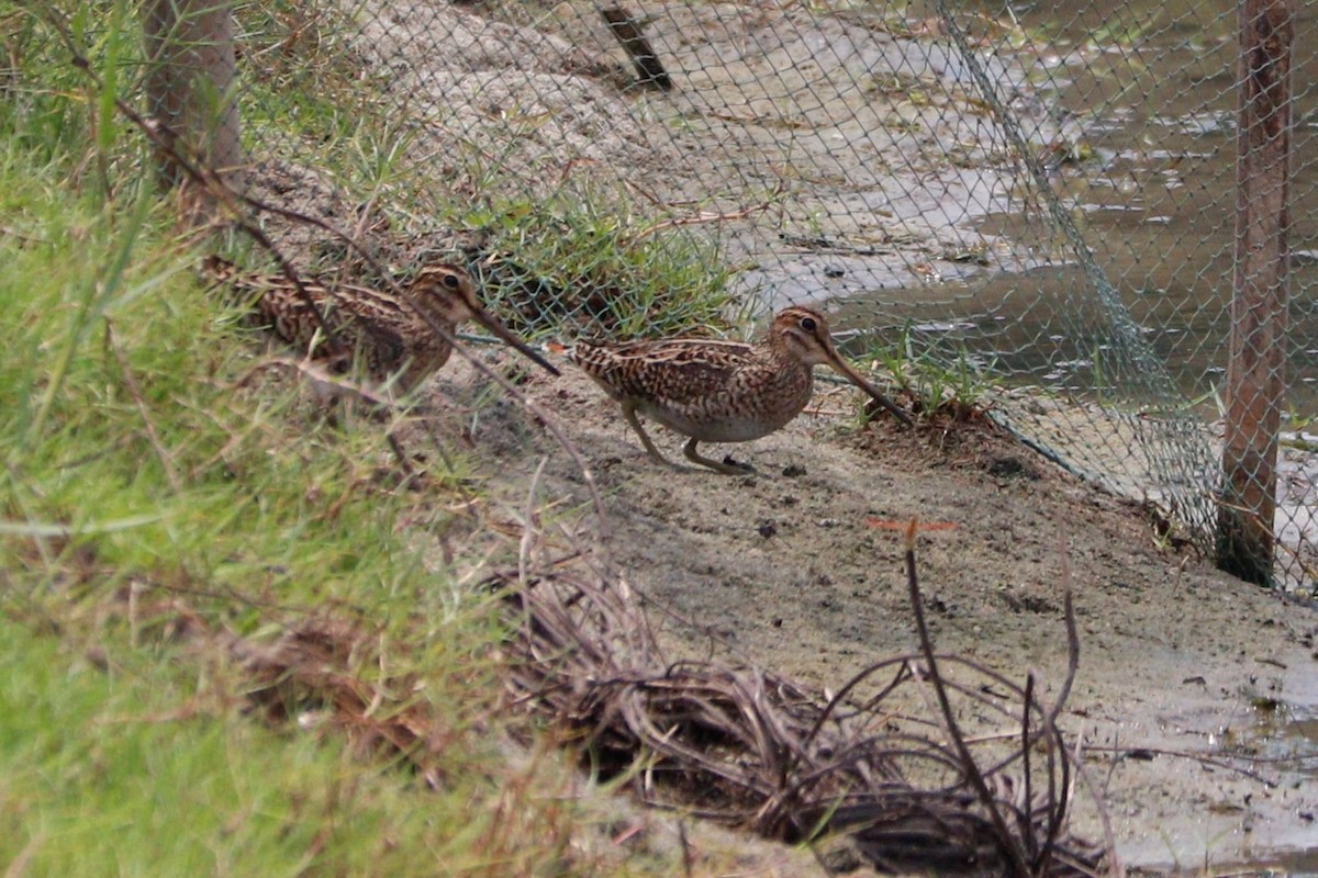 Common Snipe - ML341816551