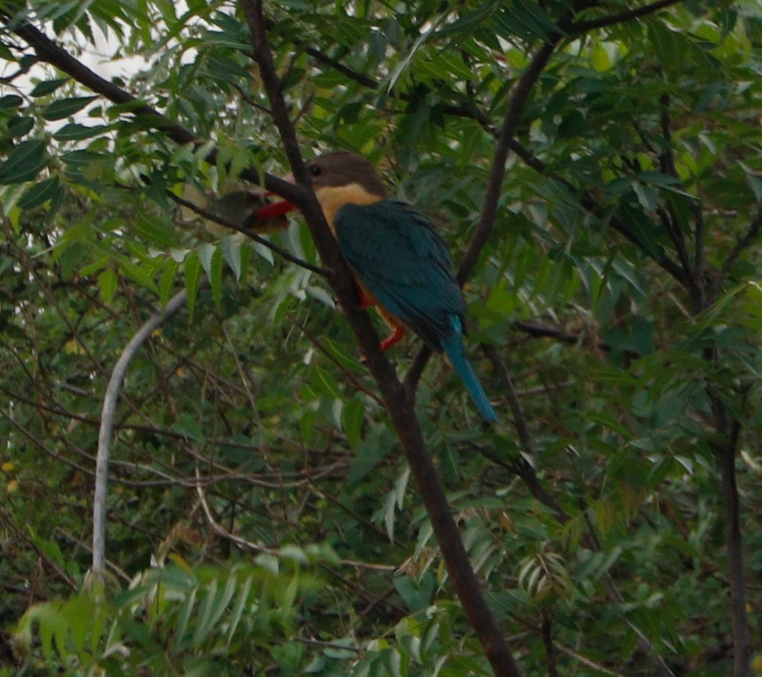 Stork-billed Kingfisher - ML341816721