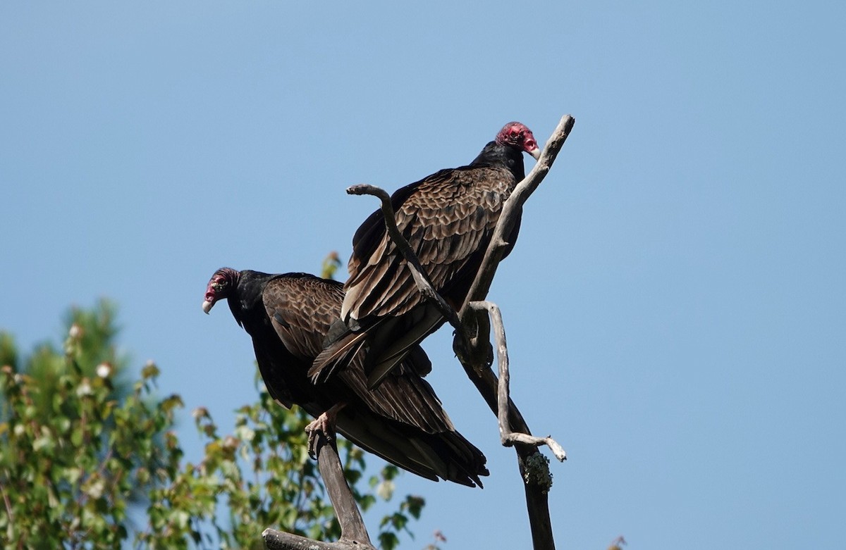 Turkey Vulture - ML341818031