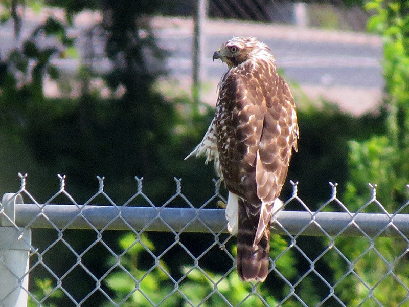 Red-shouldered Hawk - wendy wright