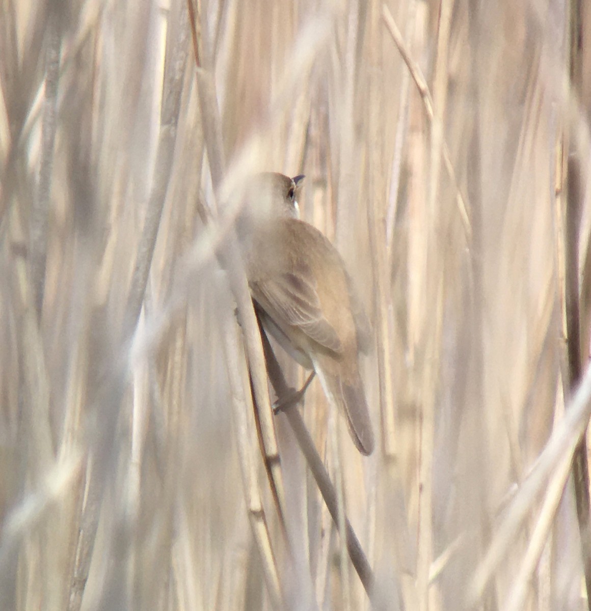 Common Reed Warbler - ML341820281