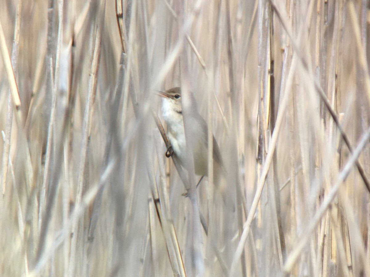 Common Reed Warbler - ML341820291