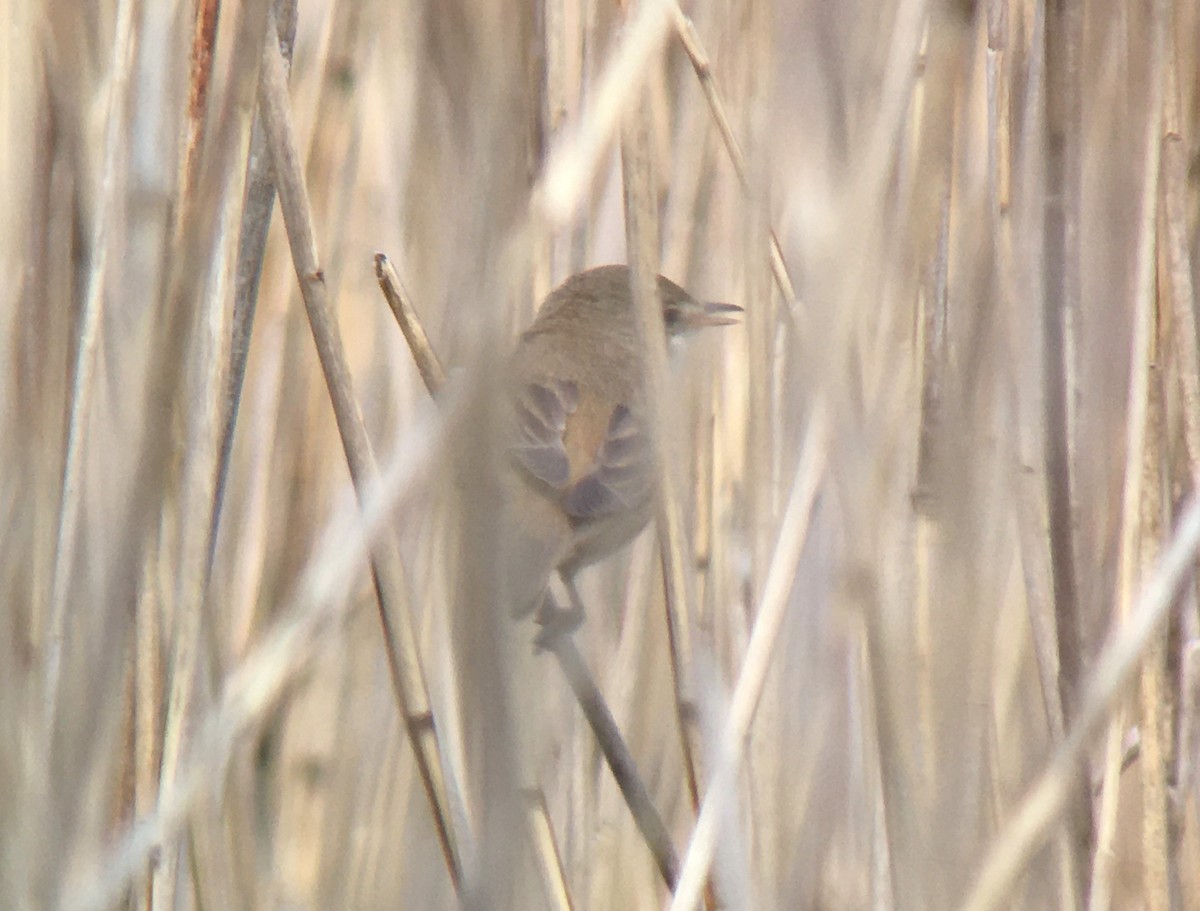 Common Reed Warbler - ML341820301