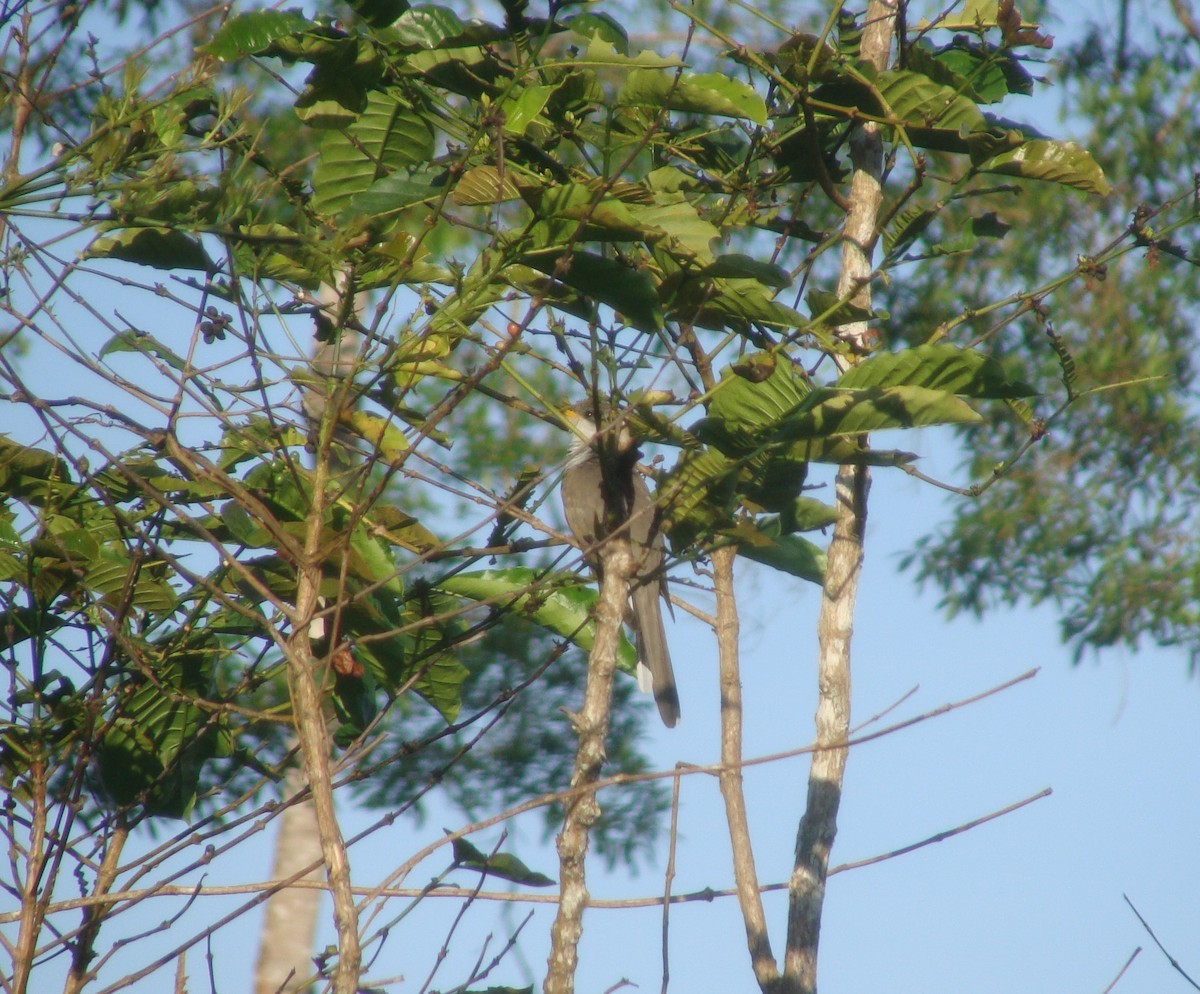 Yellow-billed Cuckoo - ML341820561