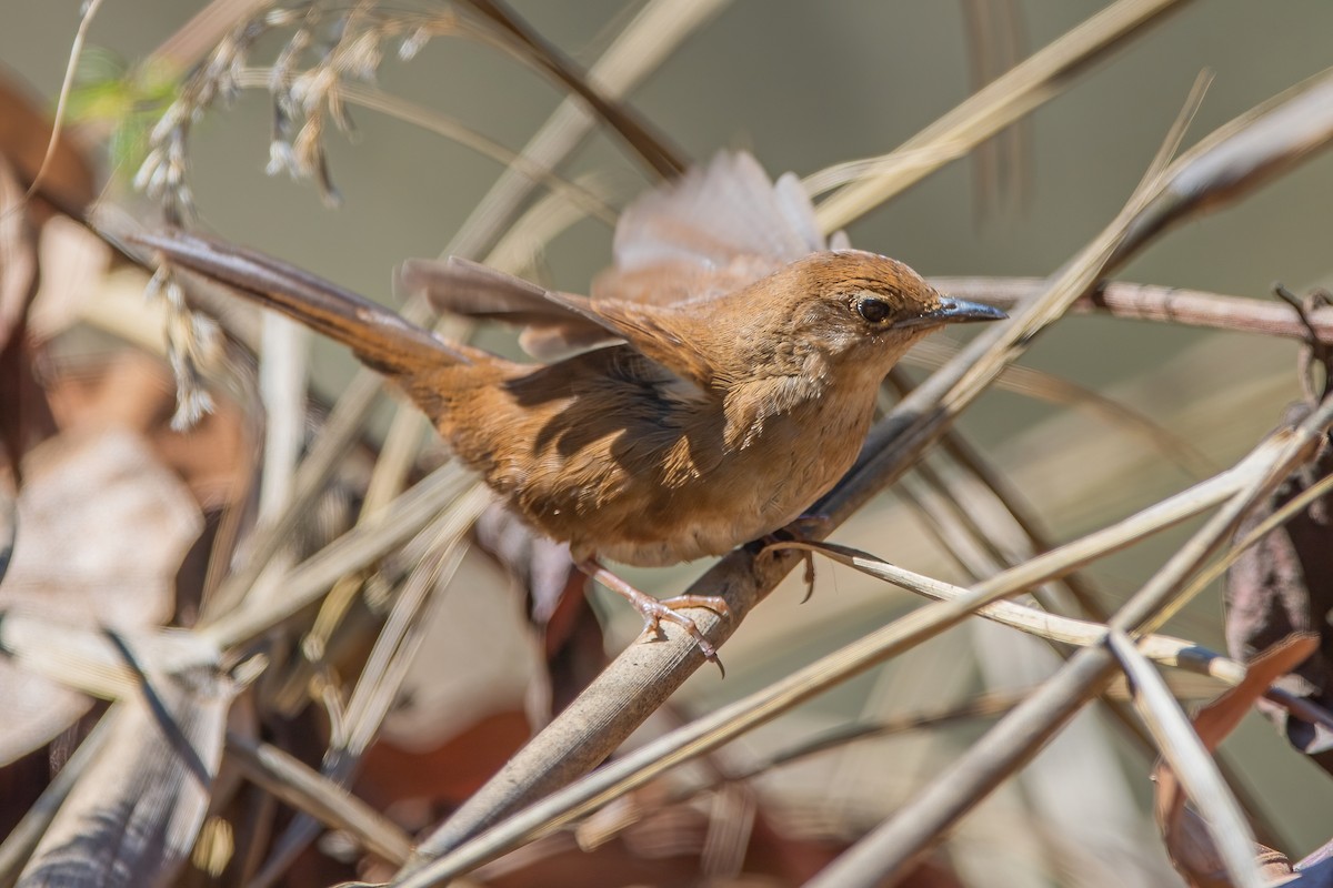 Dalat Bush Warbler - Ngoc Sam Thuong Dang