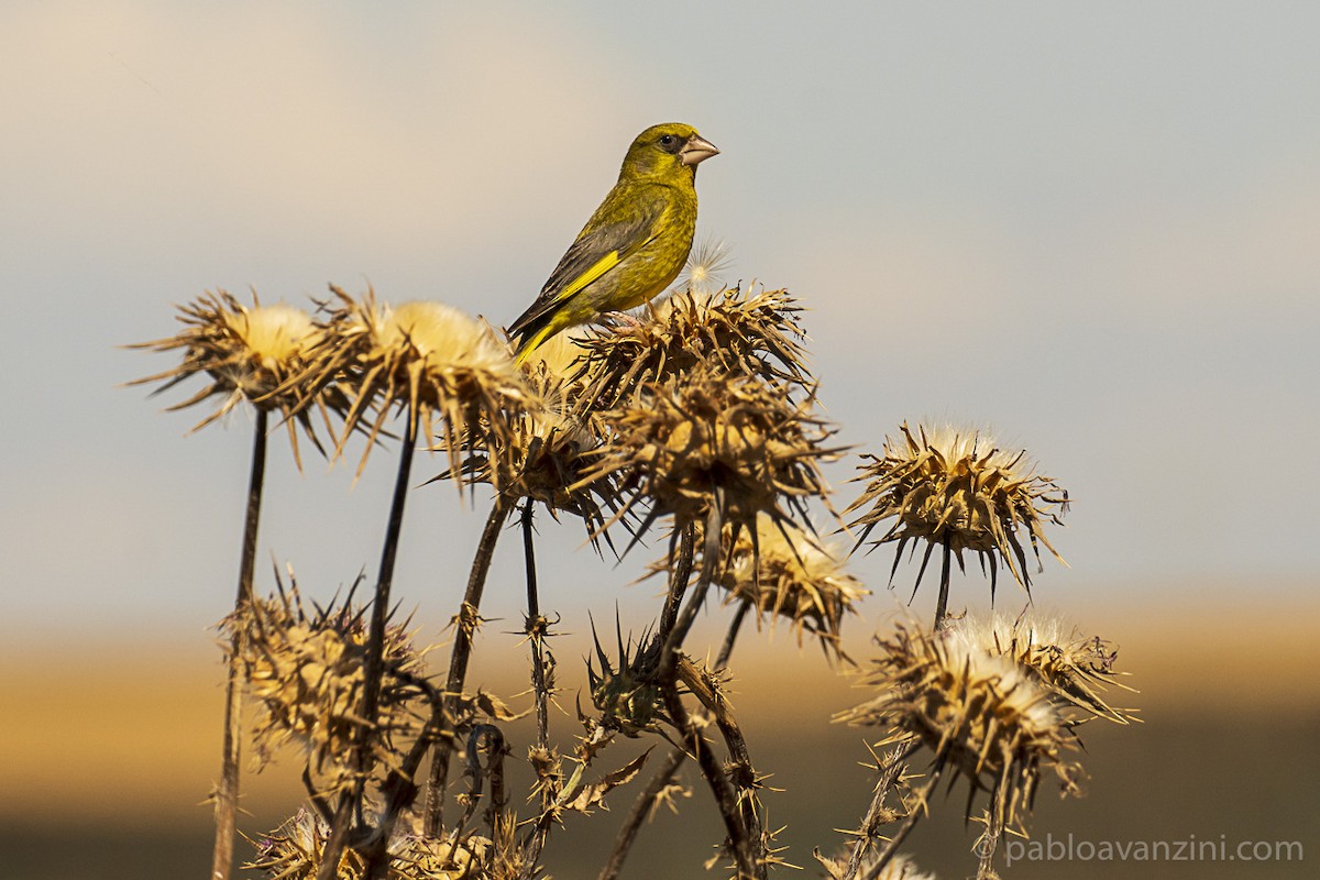 European Greenfinch - ML341820821