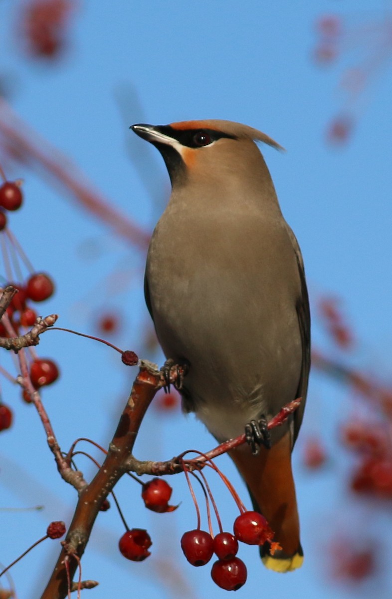 Bohemian Waxwing - ML34182111