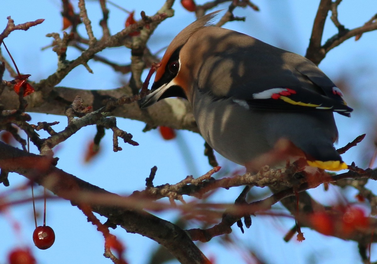 Bohemian Waxwing - ML34182121