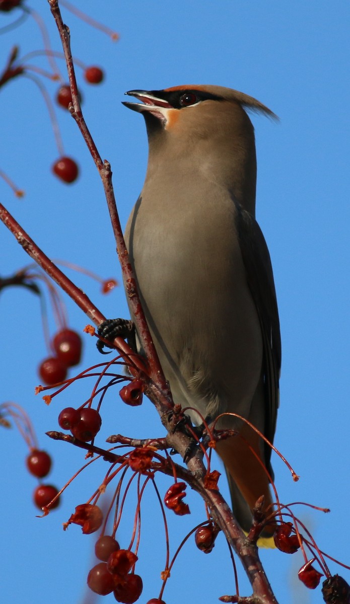 Bohemian Waxwing - ML34182151