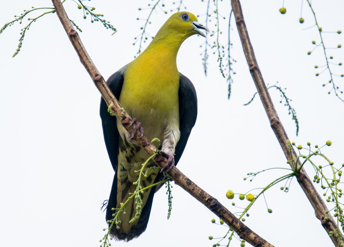 White-bellied Green-Pigeon - Liu JYUN-FU